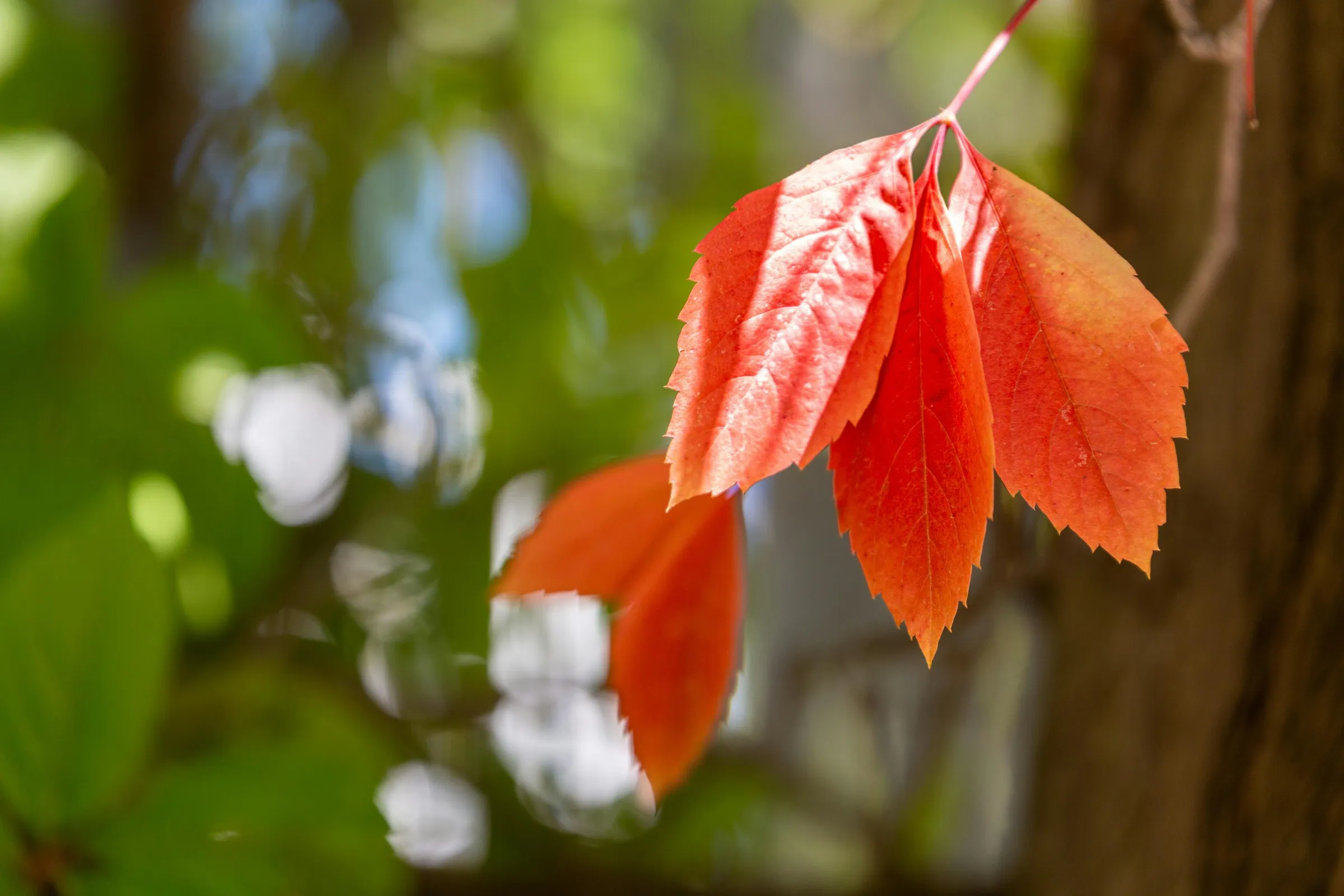 A small cluster of leaves turning from green to vibrant orange-red against a softly blurred forest background, evoking the slow and nonlinear process of change