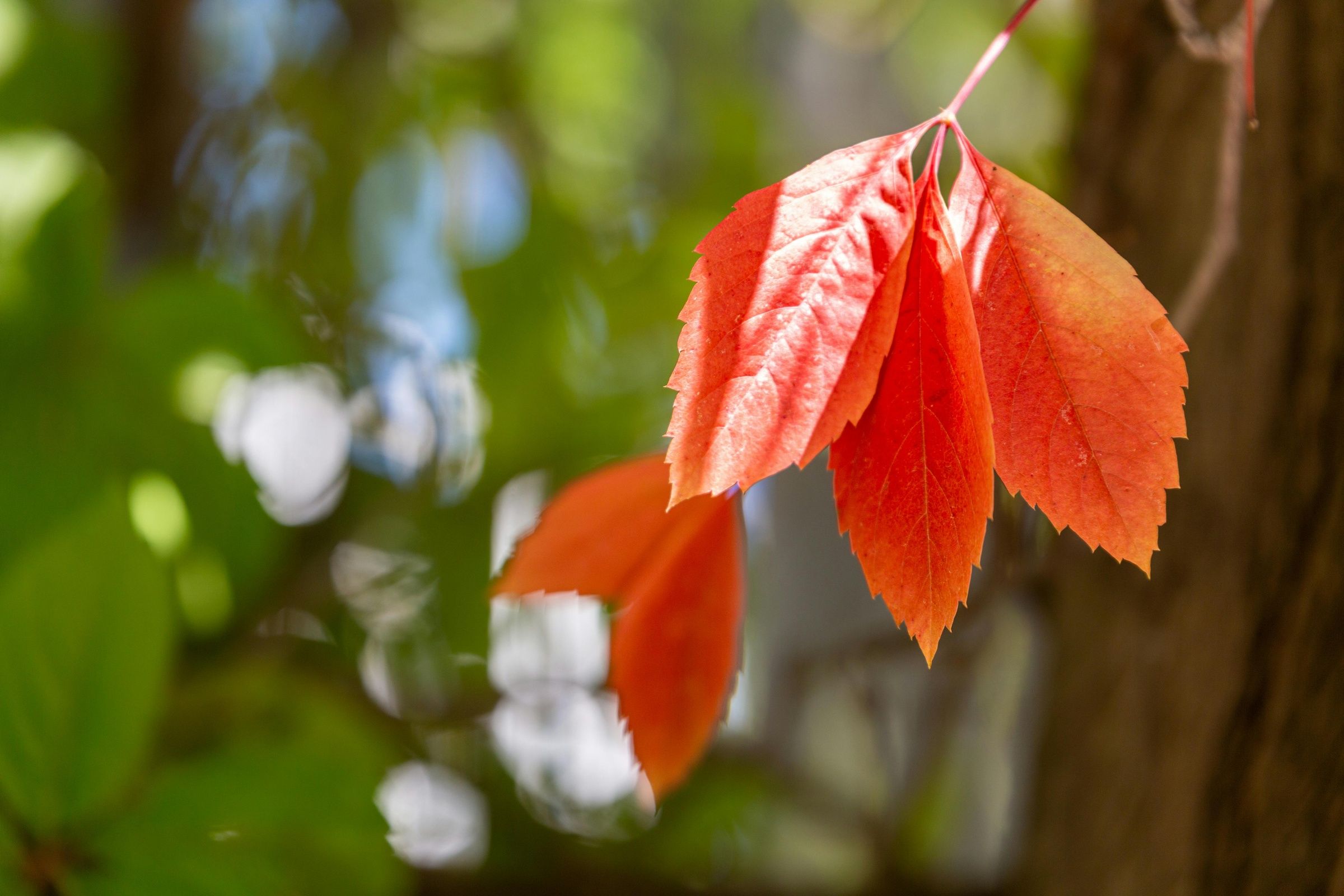 A small cluster of leaves turning from green to vibrant orange-red against a softly blurred forest background, evoking the slow and nonlinear process of change