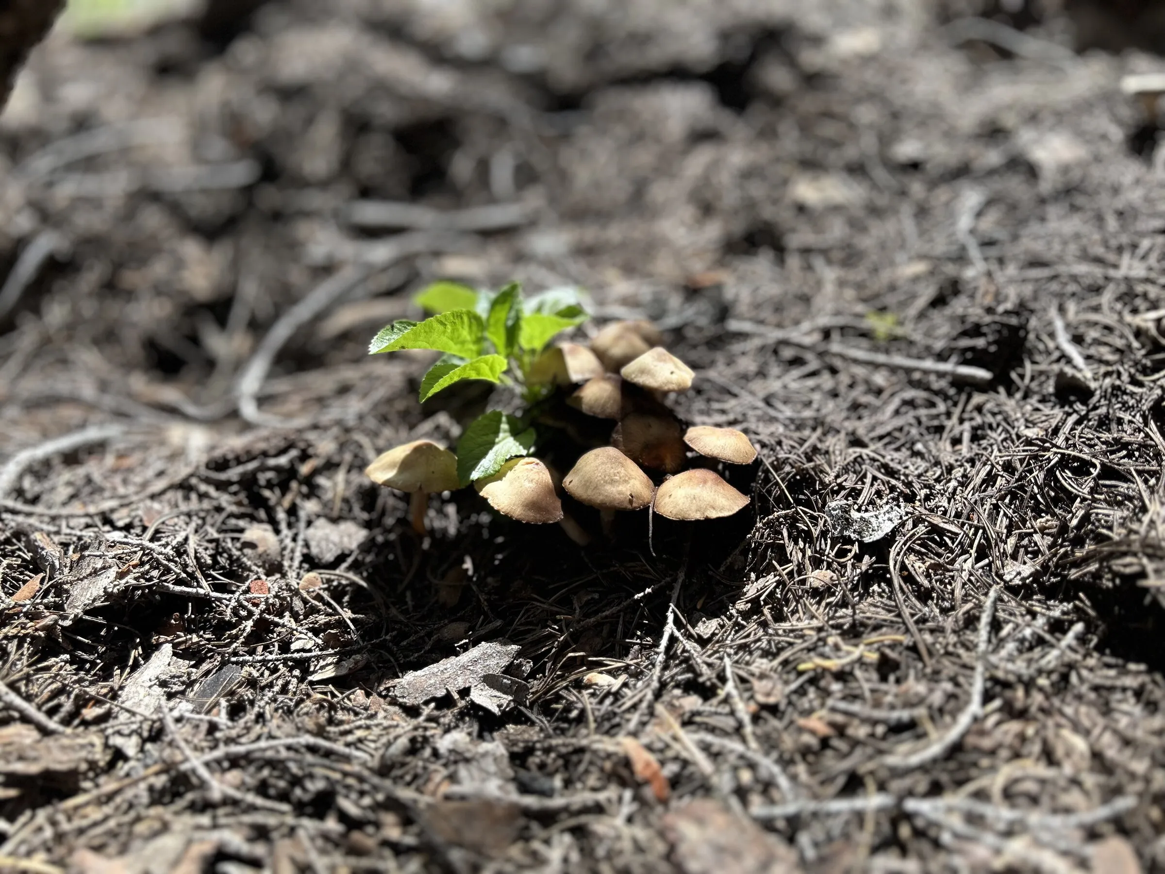 A cluster of small wild mushrooms and a tiny green seedling pushing up through the dark, decaying forest floor